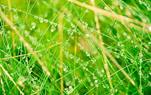 shallow focus photography of green grass HD wallpaper